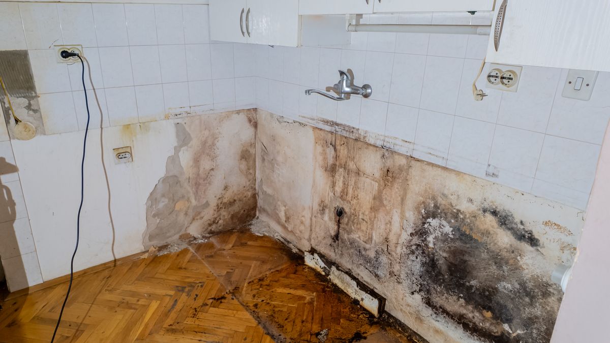 Mold Remediation for Amelia Homes Solutions in Daphne, AL