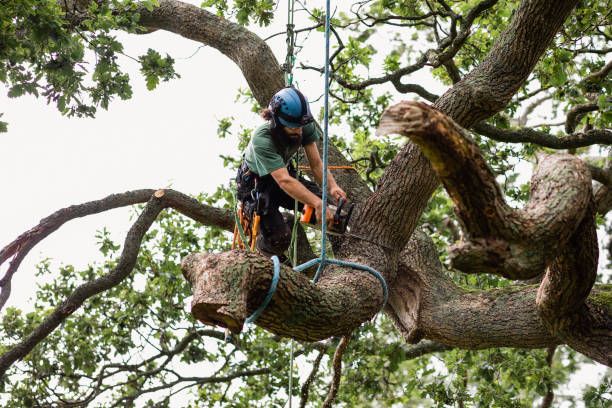 Tree Trimming for Huntsville Tree Service in Huntsville, AL