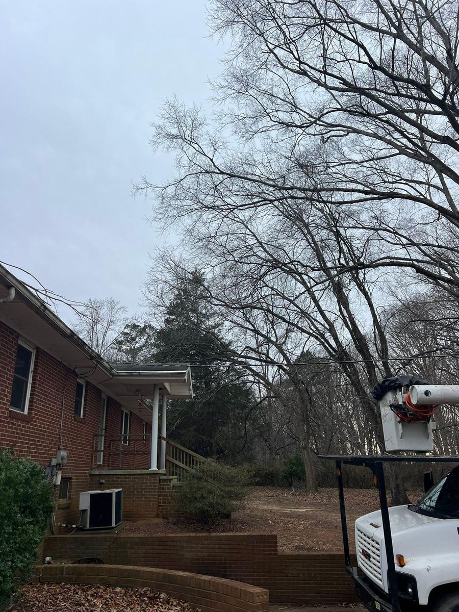 Tree Removal for Brooks Tree Service in Casar, NC