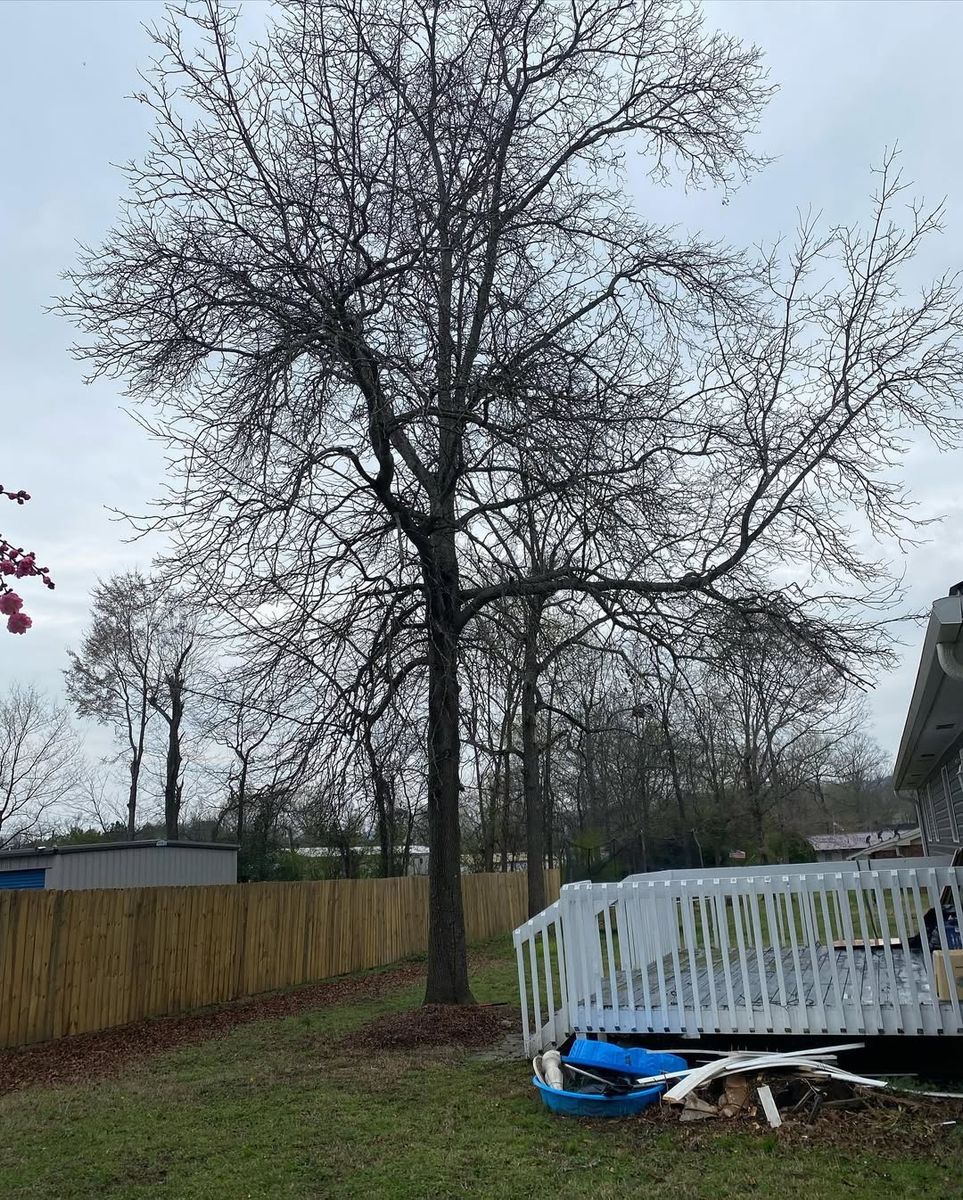 Tree Trimming for Revival Tree Management in Chattanooga, TN