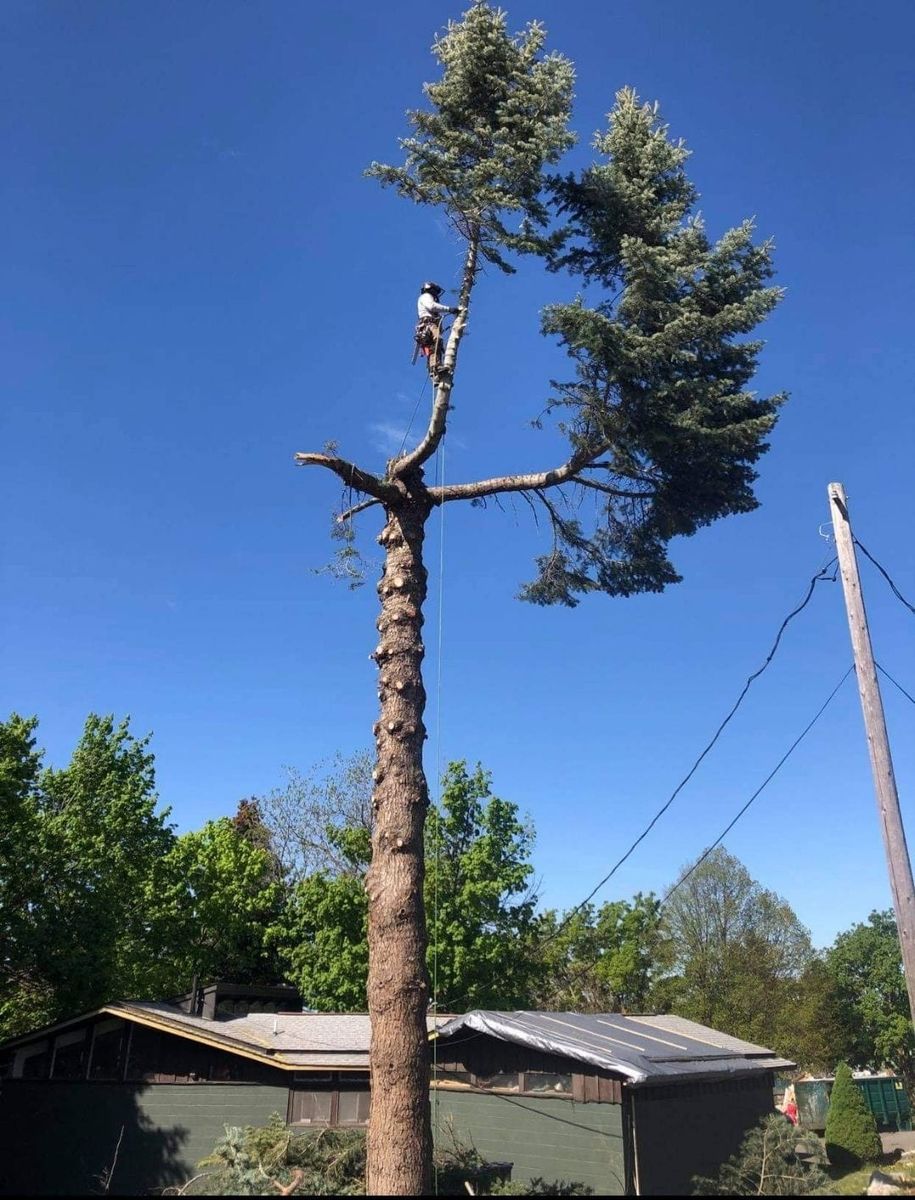 Tree Trimming for King & Sons Urban Forestry in Coeur d'Alene, ID