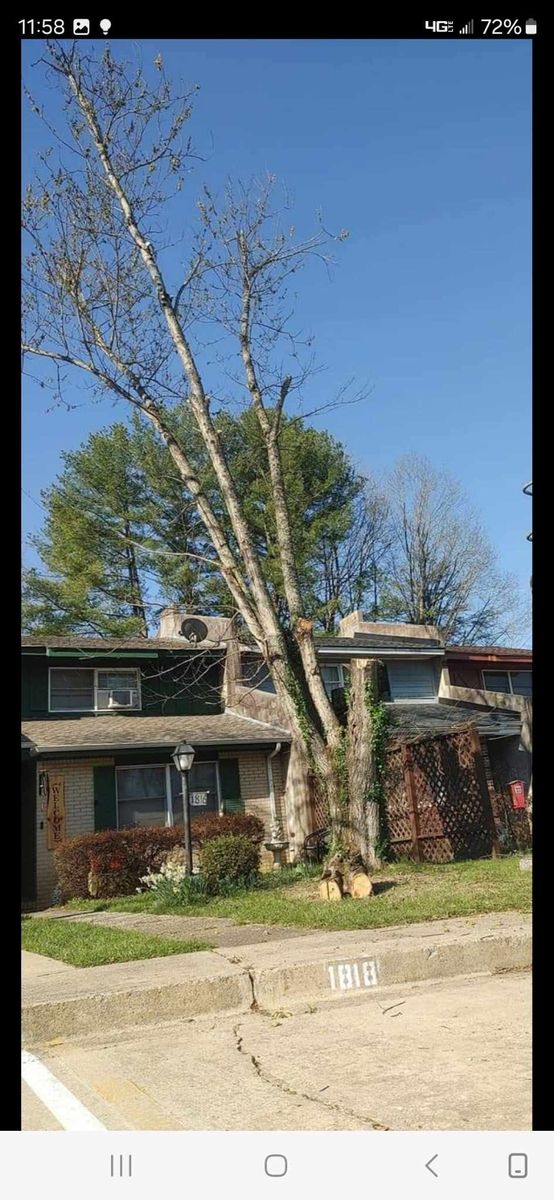 Tree Removal for M&L Lumber and Excavating in Jonesborough, TN