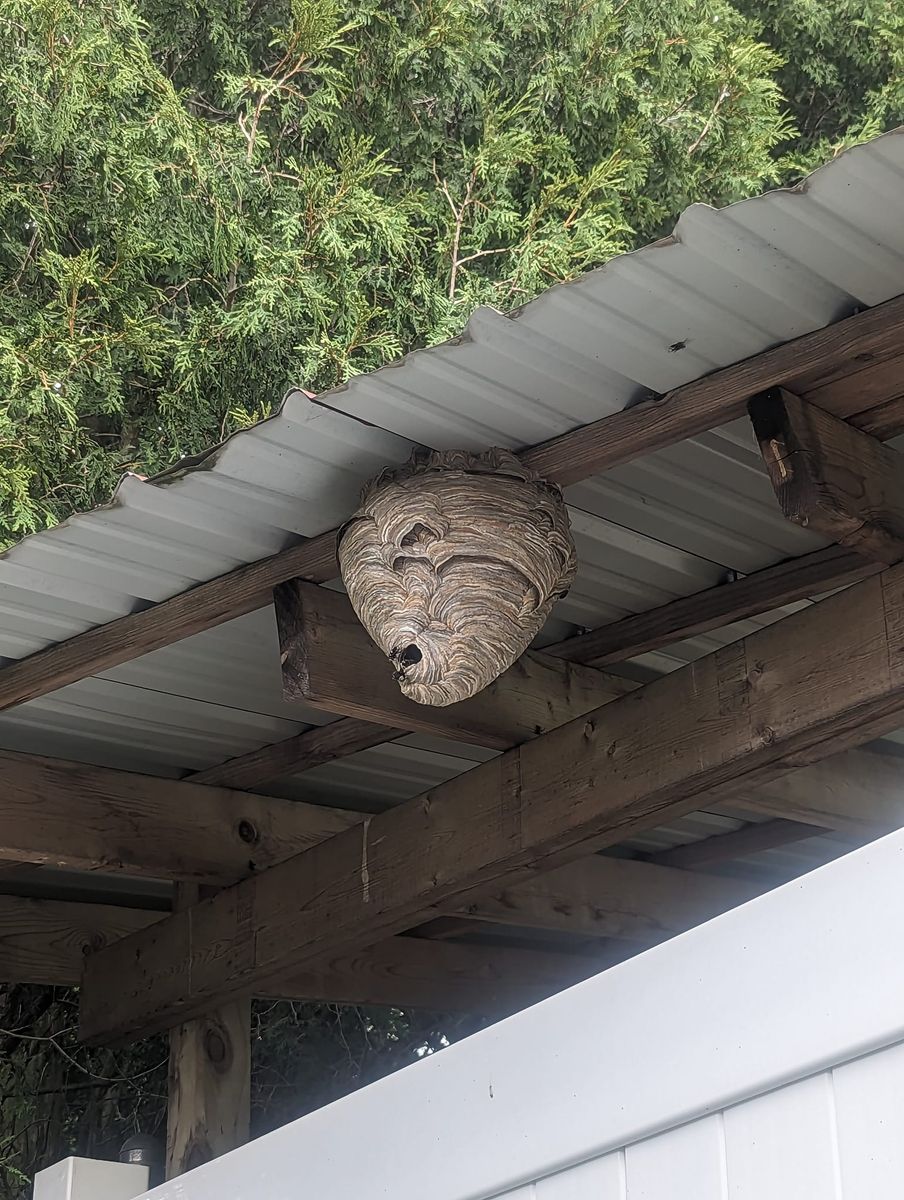 Wasp Removal for HoneyBee Blues in McKees Rocks,  PA