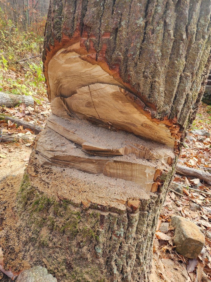 Tree Removal for Reagan & Sons Tree Service in Dandridge, TN