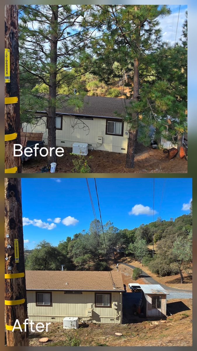 Hazardous Tree Services for George Staddan's Professional Tree Care in Placerville, CA