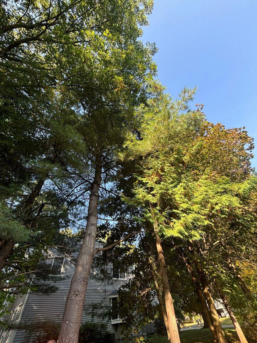 Tree Removal for T's Trees in Albany, NY