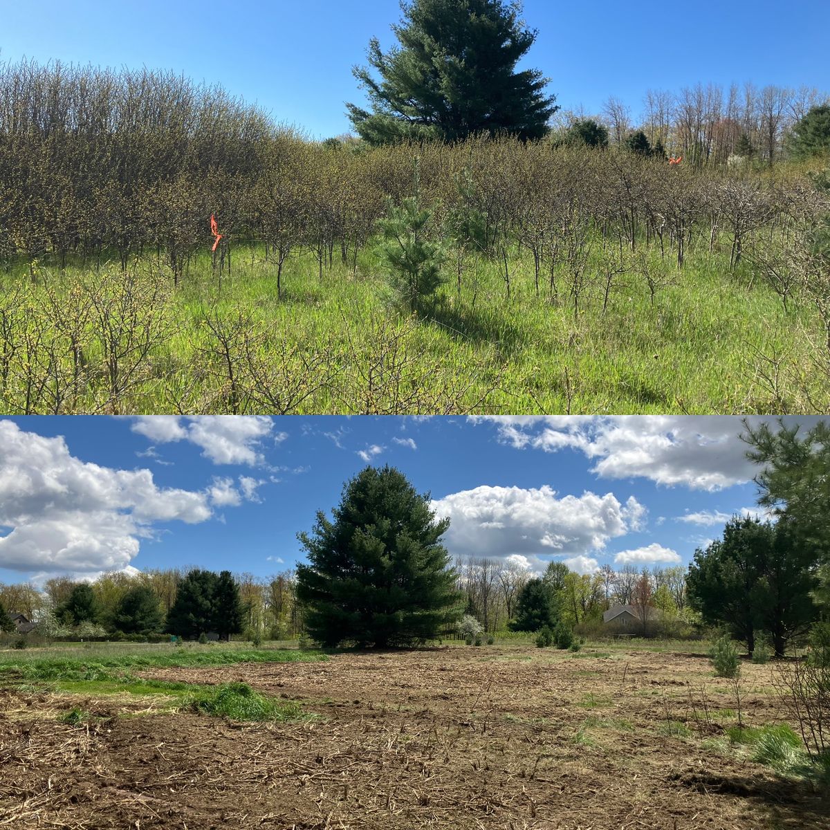 Land Clearing for Brush Busters in Wausau, WI