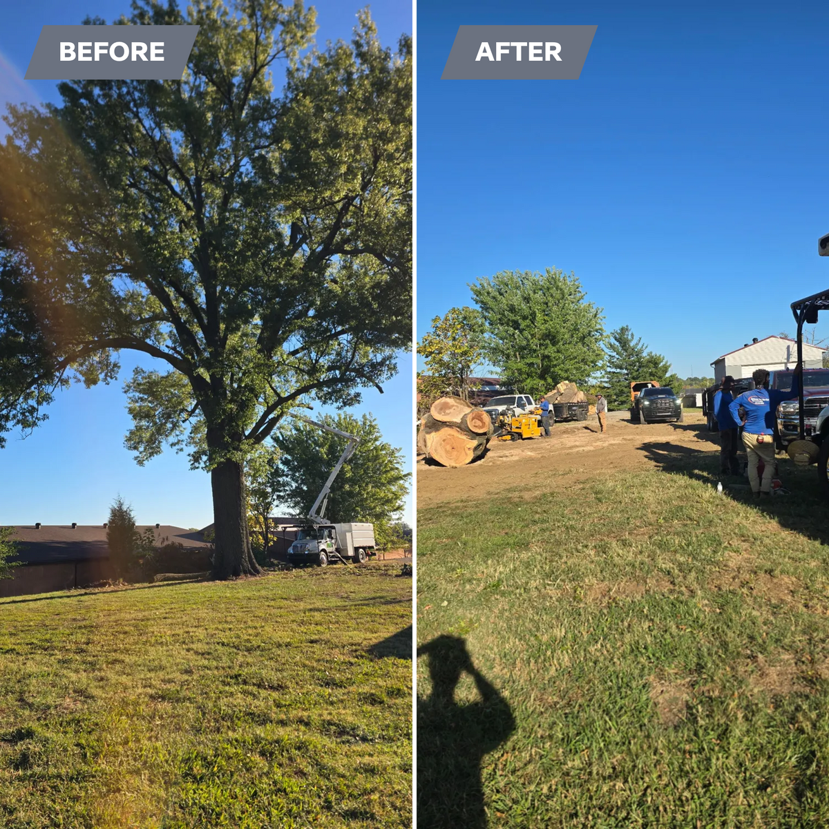 Tree Removal for Optimum Tree Service And Landscaping in Bowling Green, KY
