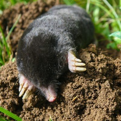 Mole Control for Green Pro Lawn Care in Greensboro, NC