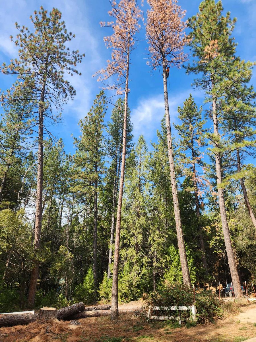 Storm Damage for George Staddan's Professional Tree Care in Placerville, CA
