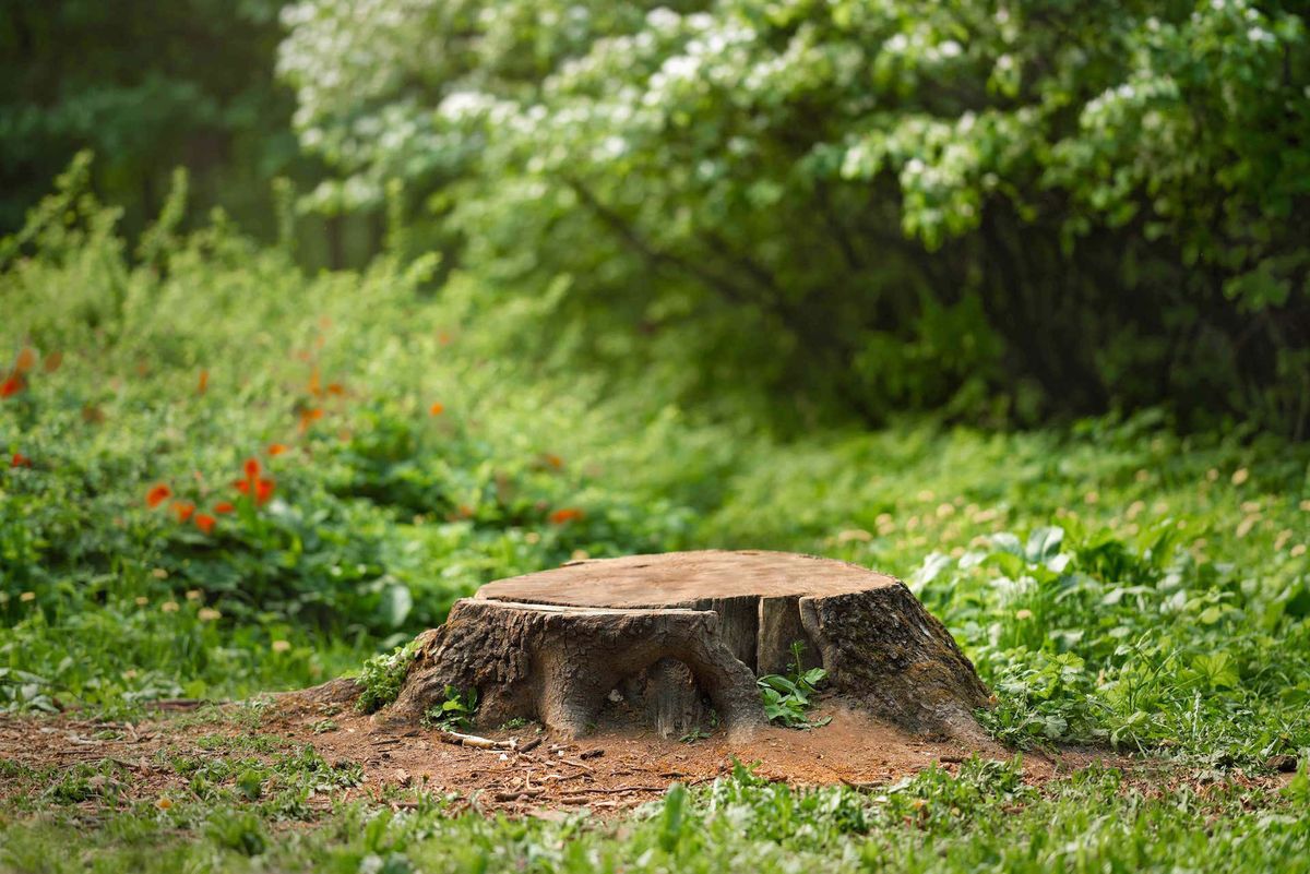 Stump Grinding for A-1 Lawn Care in Lithonia, GA