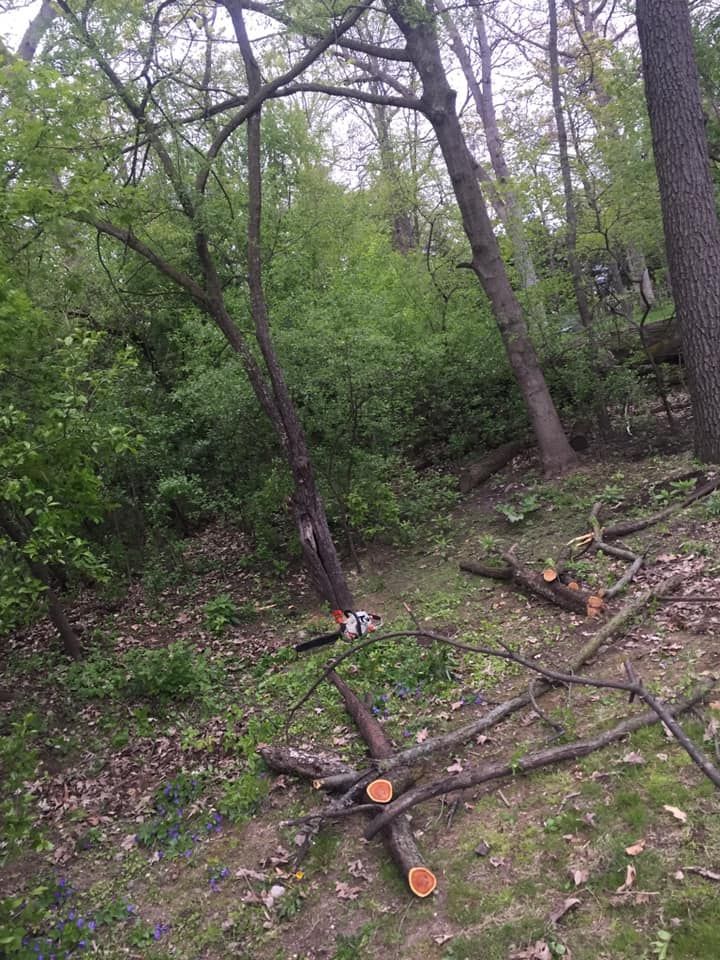 Tree Trimming for Firescape LLC in Lake Geneva, WI