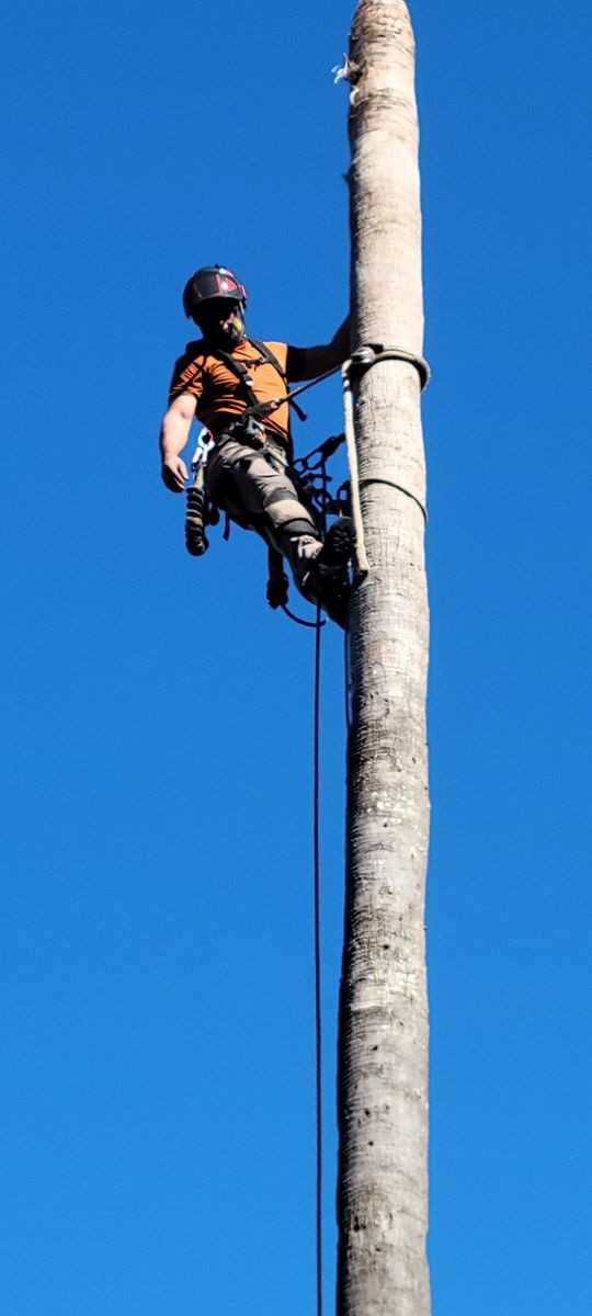 Tree Trimming for Servin's Tree Care  in Houston, TX