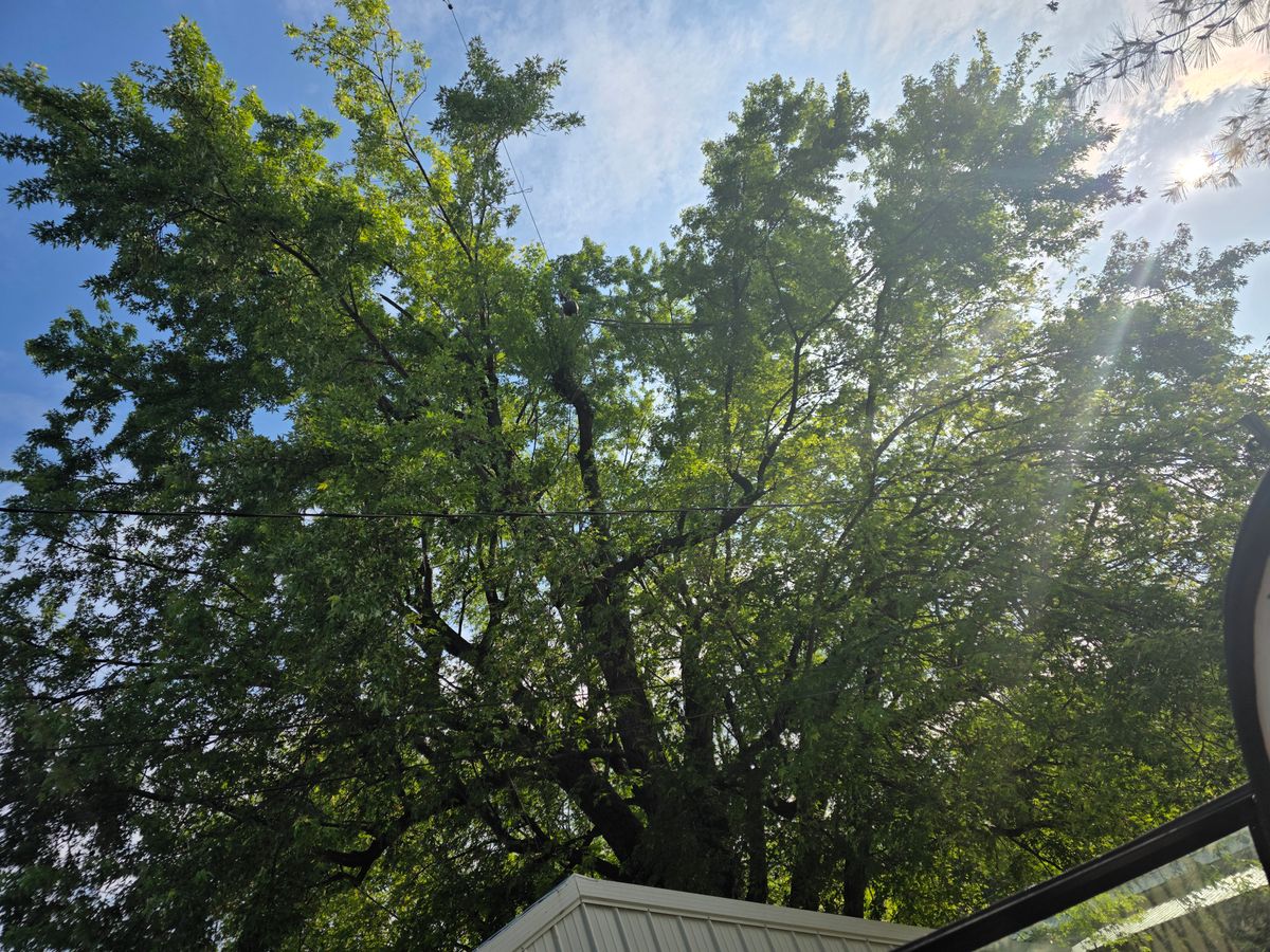 Zero Impact Approach for Advanced Tree Solutions in Rockville, IN