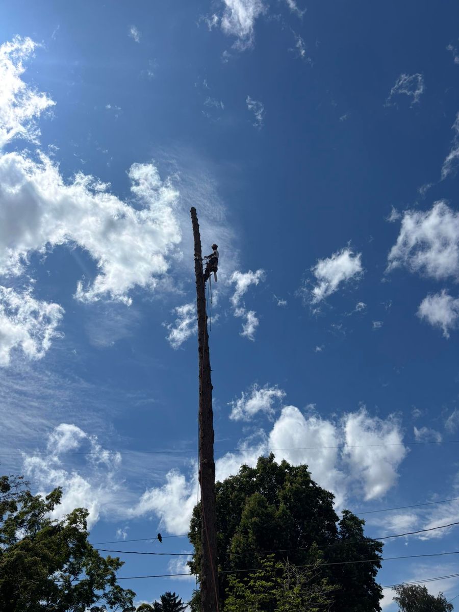 Tree Trimming for Ascension Tree Care LLC in Yakima County, WA