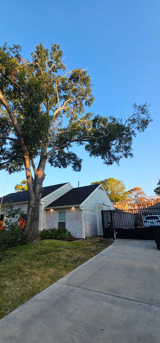 Tree Removal for Servin's Tree Care  in Houston, TX