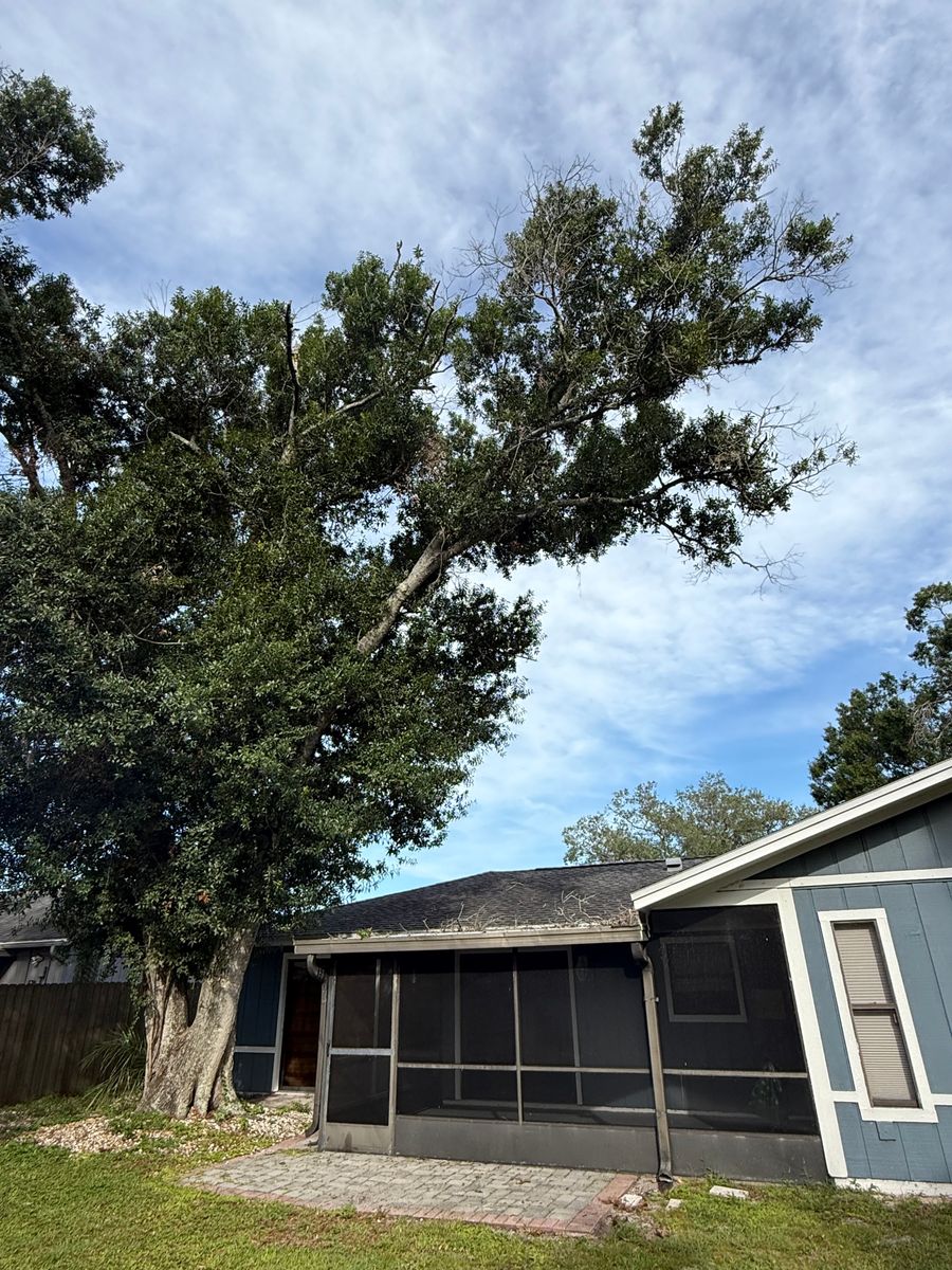 Tree Trimming for Damian’s Tree Care in Sarasota, FL