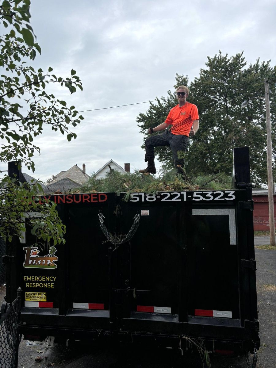 Tree Removal for T's Trees in Albany, NY