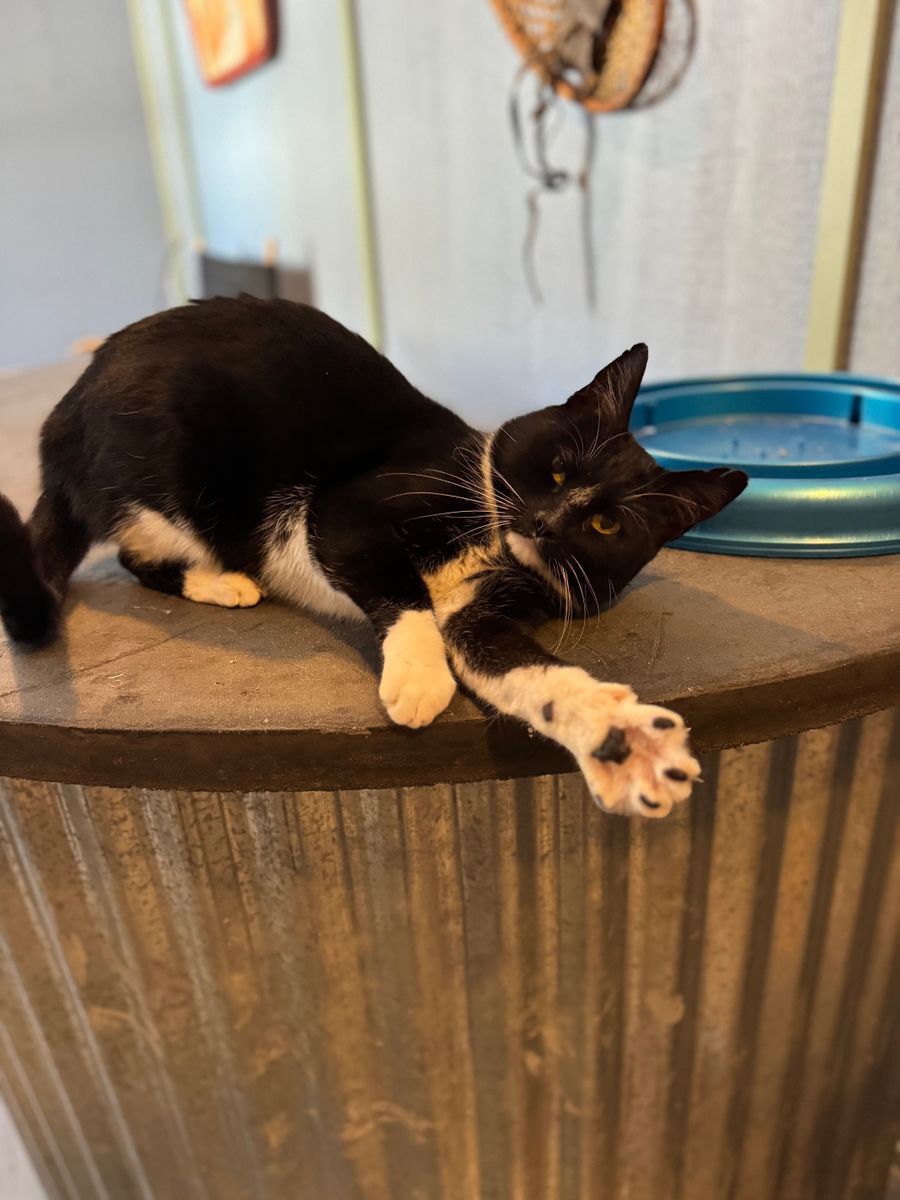 Brutus, Bruno & Betty Boop for Sullivan Sanctuary of Maine in Brunswick, ME