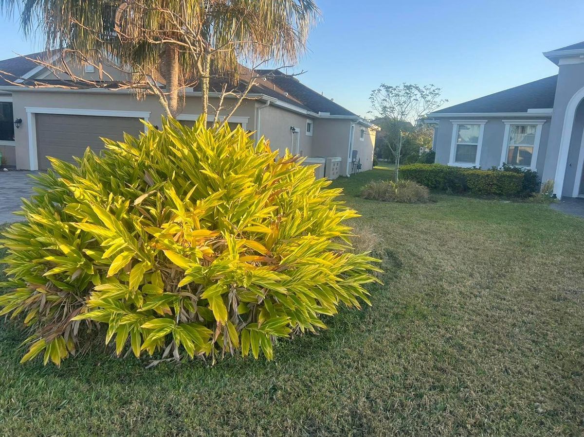 Shrub, Hedge and Small Tree Trimming for Florida Pro Turf in  Viera, FL