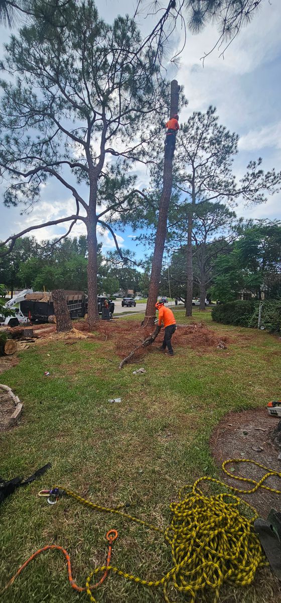 Tree Trimming for Servin's Tree Care  in Houston, TX