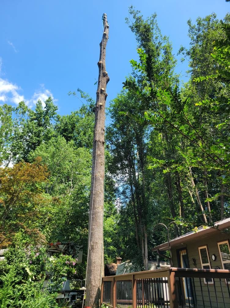 Tree Trimming & Removal for Bobcat Bob in Clermont, GA