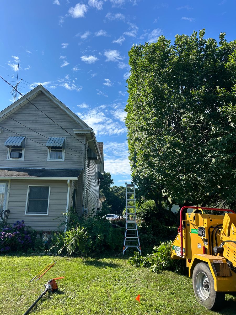 Tree Trimming for Hingewood Tree Service in Salem, NJ