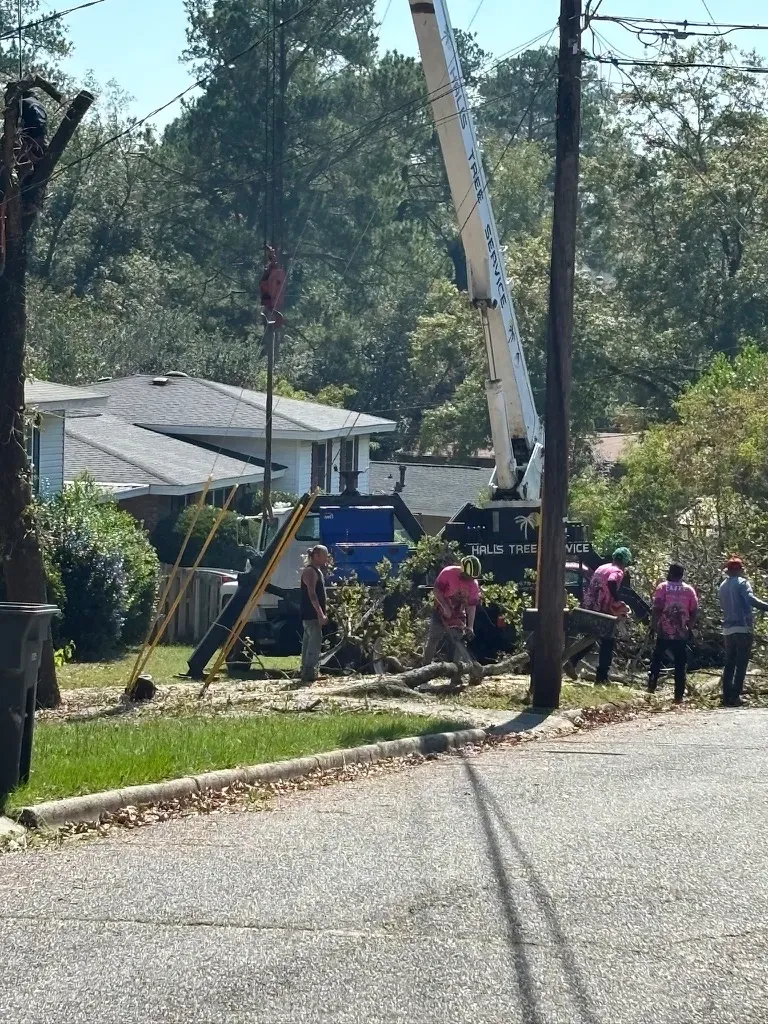 Tree Trimming for Elite Tree & Landscape Services LLC in St. Augustine, FL