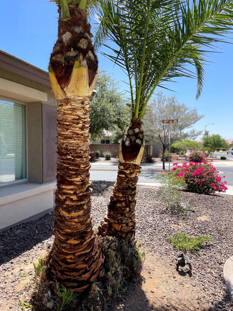 Palm Tree Trimming for Bobbys Palm and Tree Service LLC in Surprise, AZ