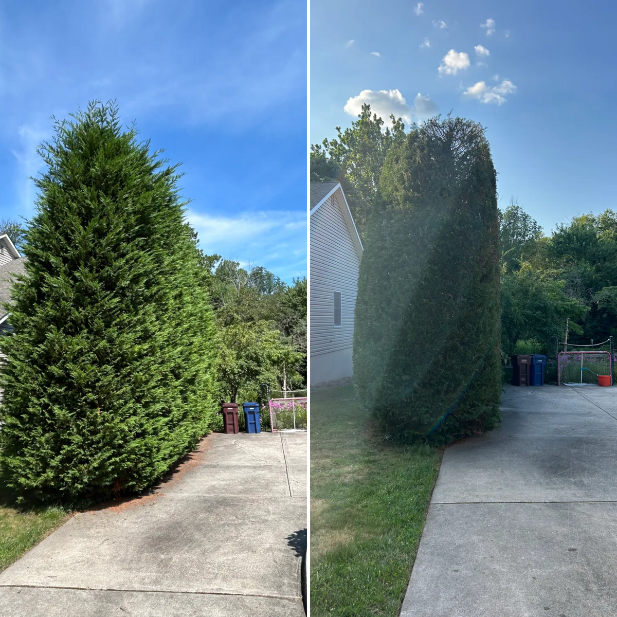Tree Trimming for Hingewood Tree Service in Salem, NJ