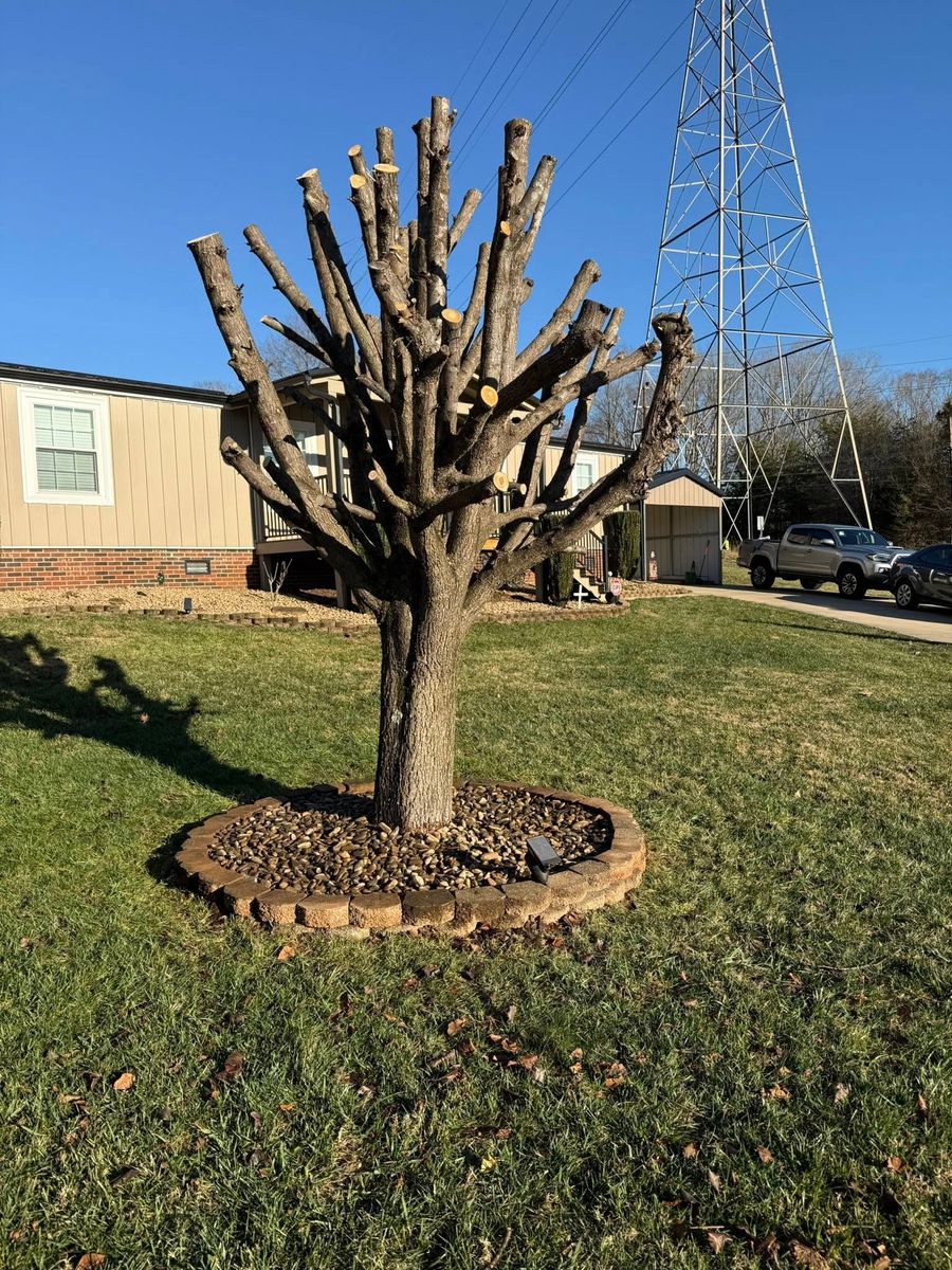 Tree and shrub care for Quartz Creek in Claremont, NC