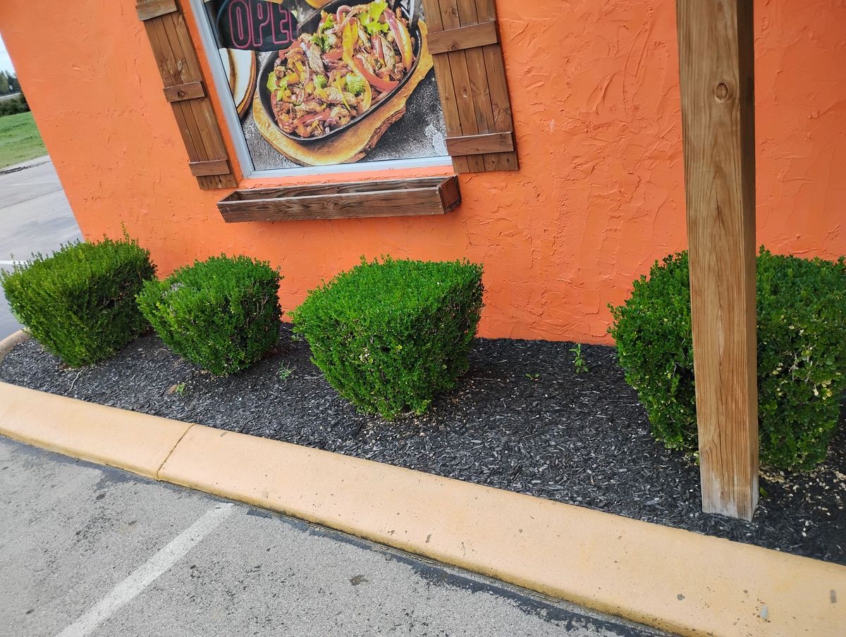 Shrub Trimming for Mark's Lawn Care in Mount Pleasant, TN