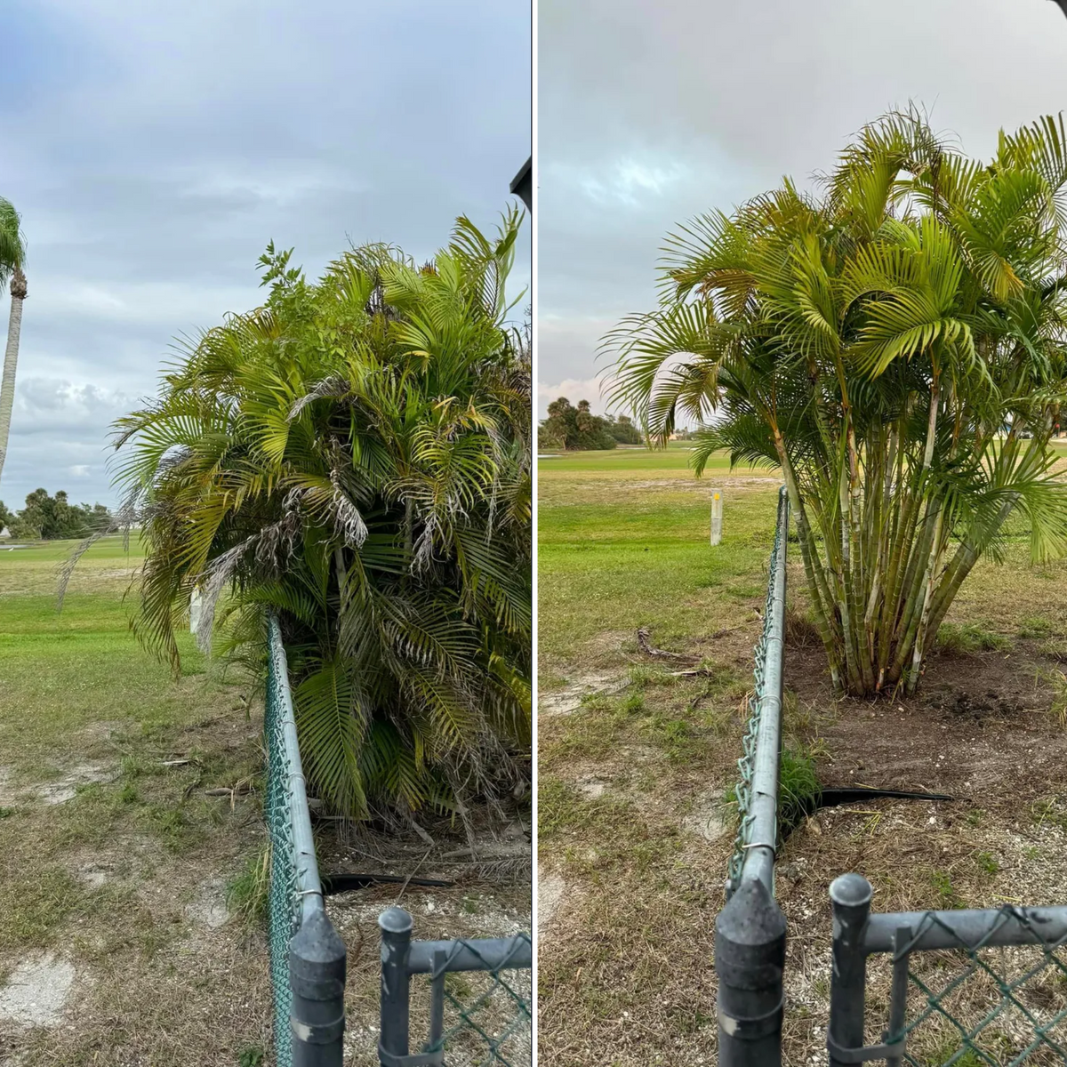 Shrub Trimming for Lemon Bay Tree Service  in Englewood, FL