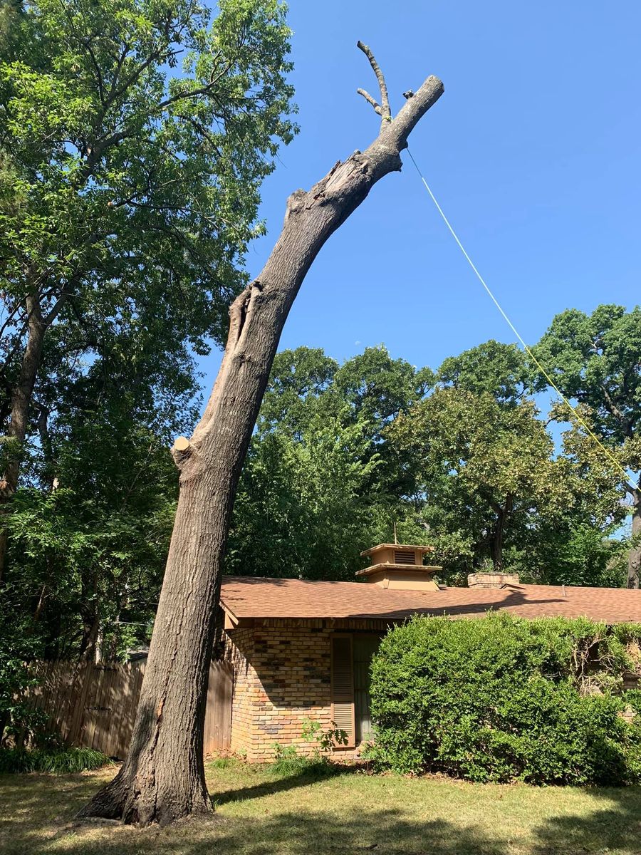 Tree Trimming for TLC Professional Tree Service in Fort Worth, TX