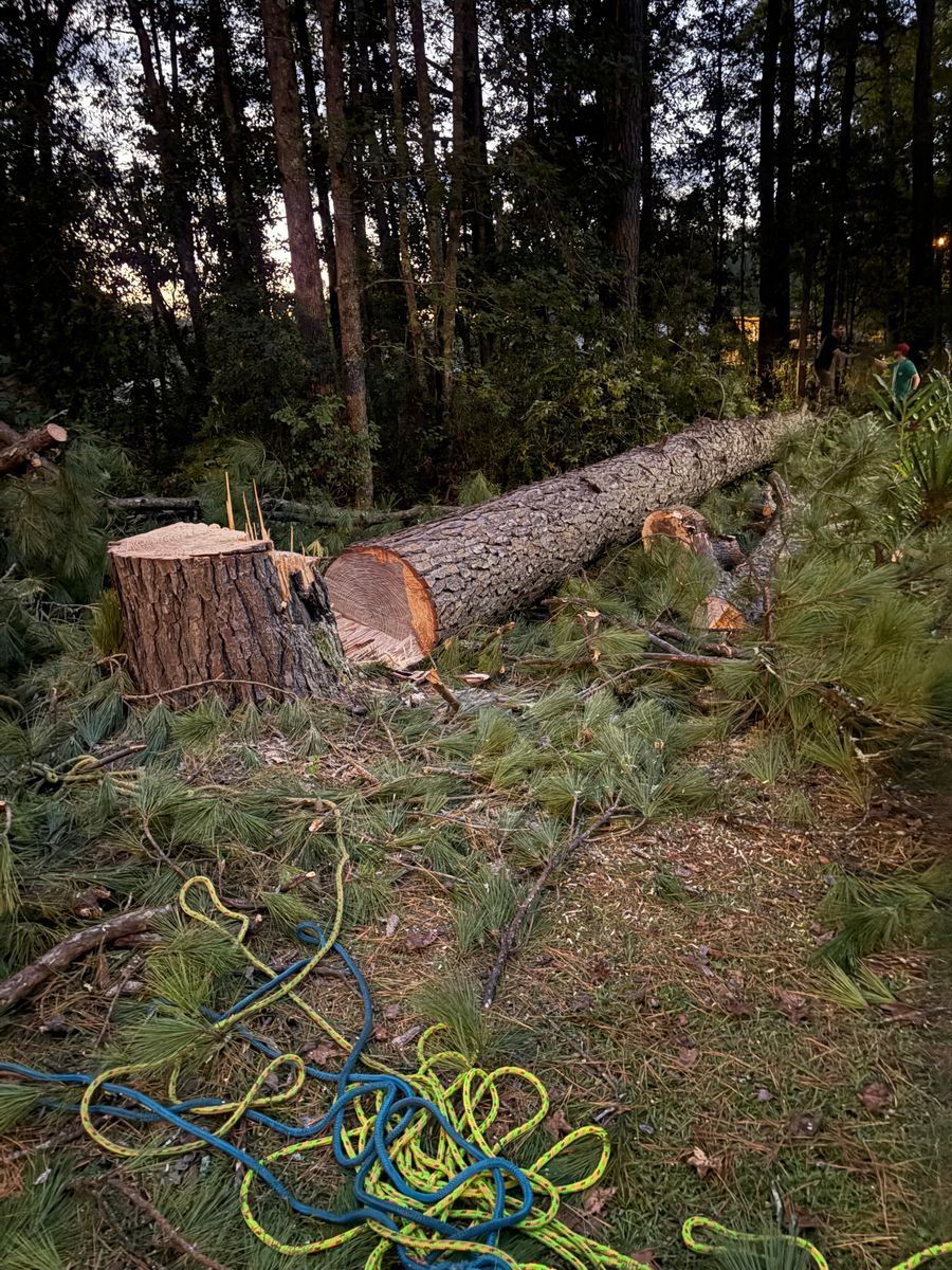 Stump Removal for Hawkins Tree Service & Land Management in Richmond Hill, GA