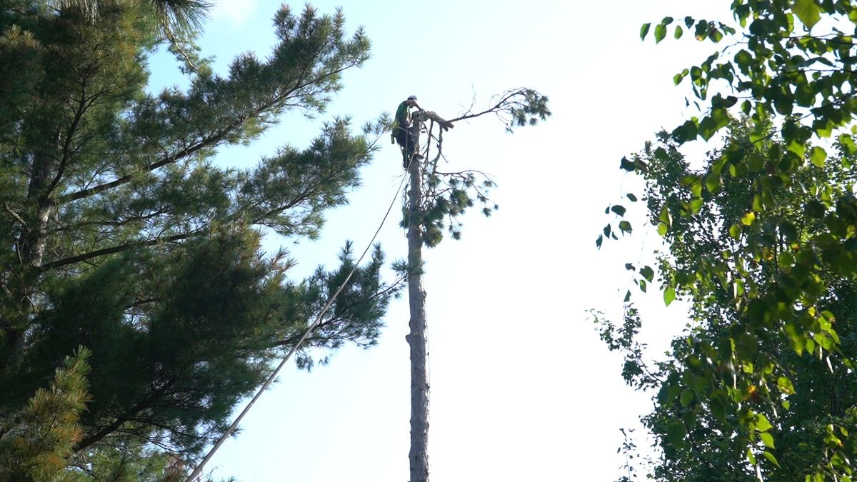 Tree Removal / Service for Dan's tree service in Bemidji, MN