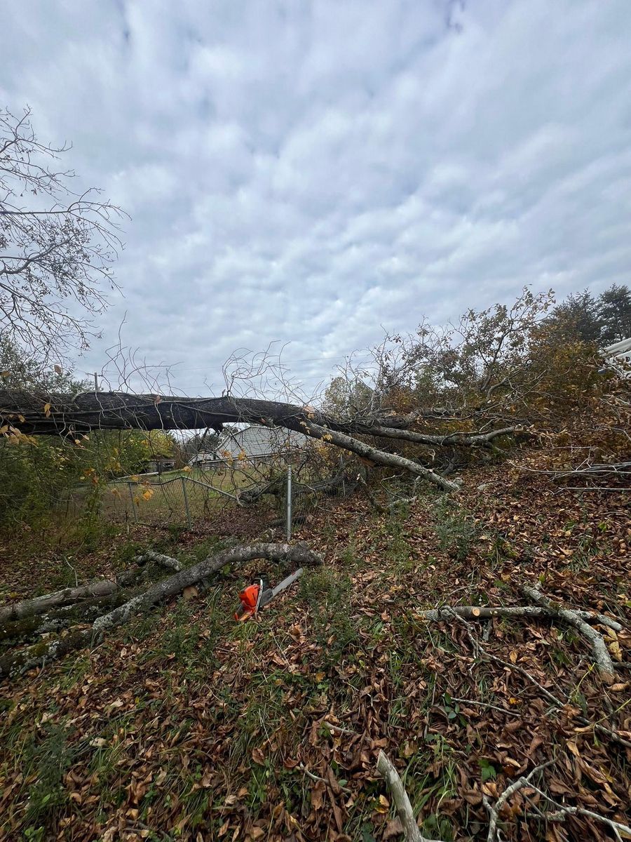 Fall Clean Up for Brooks Tree Service, LLC in Casar, NC