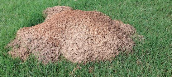 Once a Year Fire Ant for Kathleen's Lawn & Shrub Care in Augusta, GA