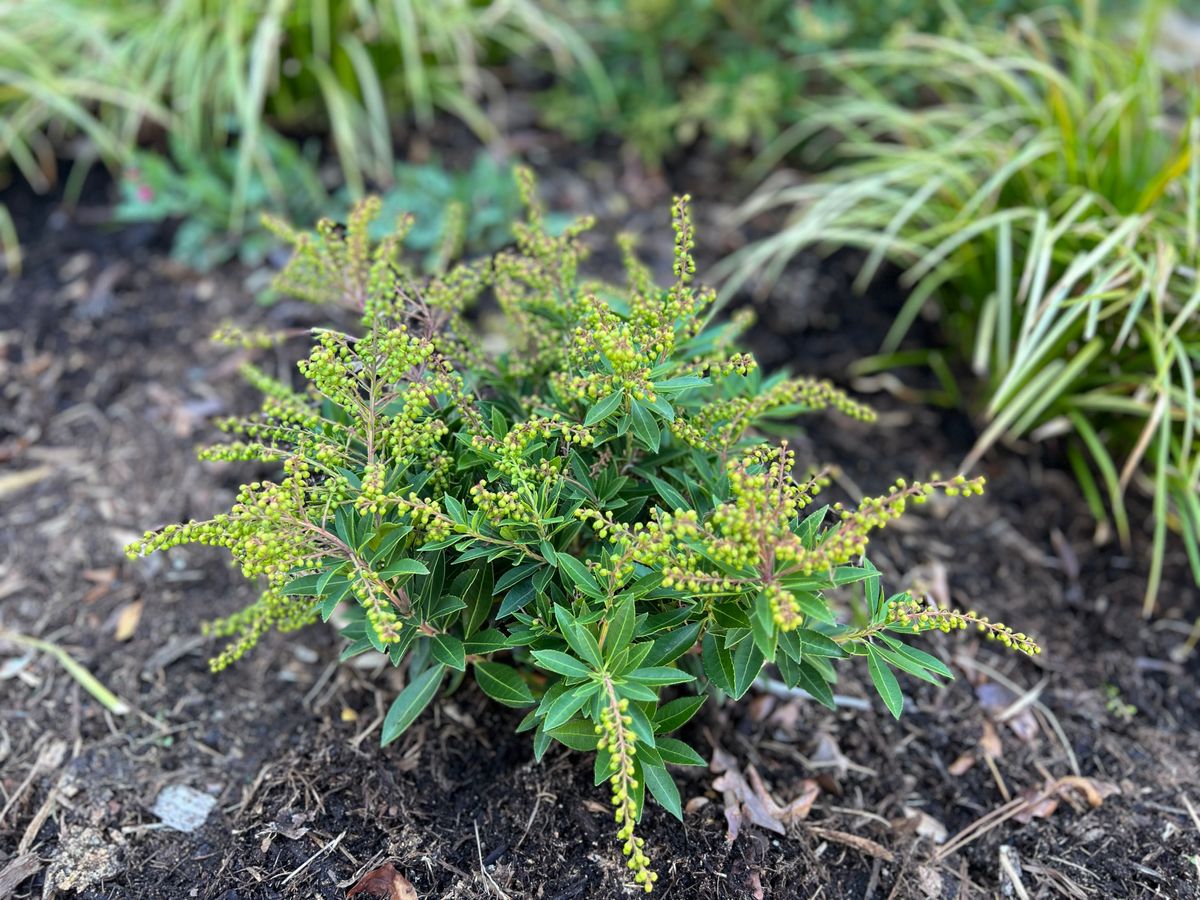 Landscape Design / Installations for Christina King Landscape Design in Raleigh, NC