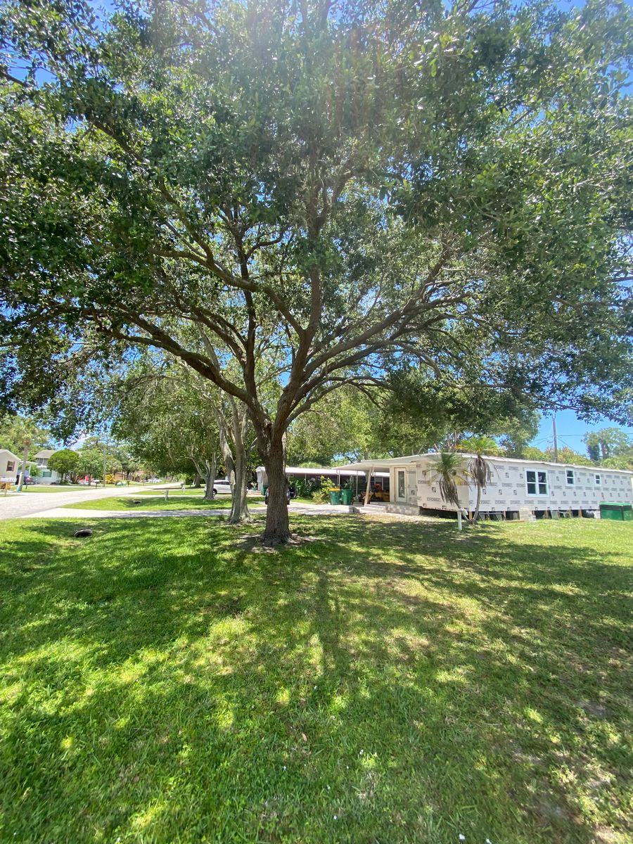 Tree Trimming for MX Trees LLC in Englewood, FL