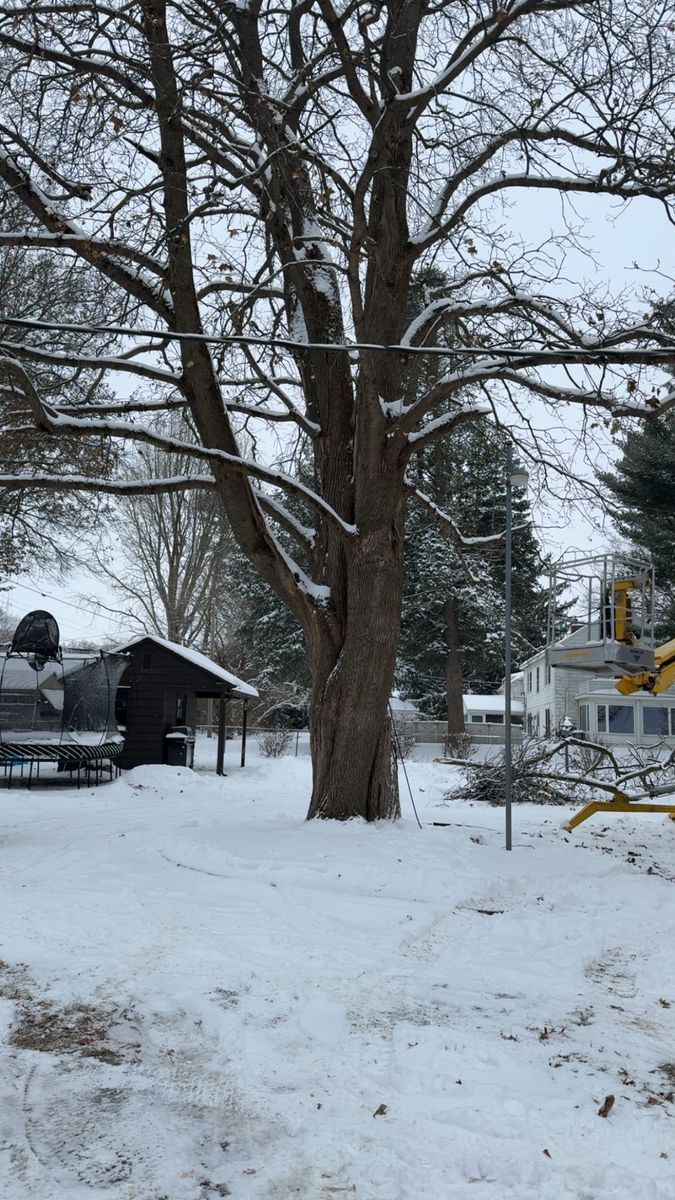 Tree Removal for Fransen's Tree Service  in Freeport, IL