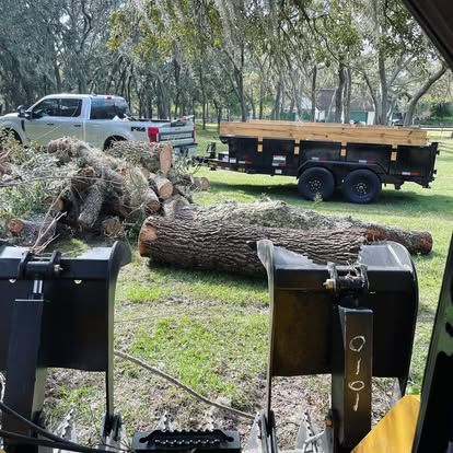 Tree Removal for EB Trees and Landscape in Holiday, FL