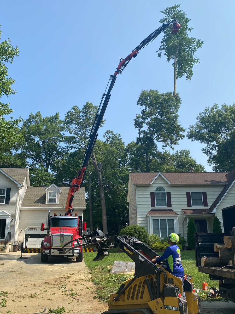 Tree Removal for Empire Tree Services in Mechanicsville, MD