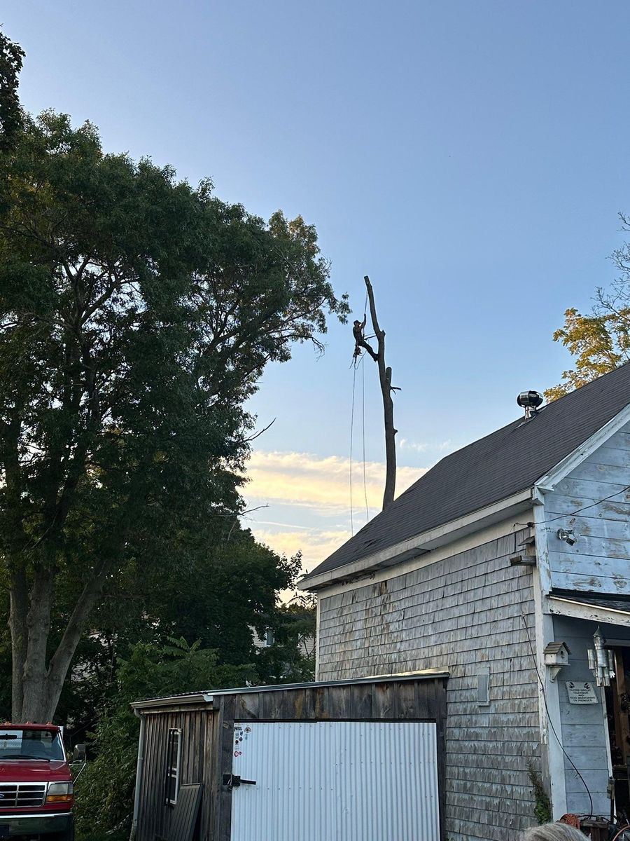 Tree Trimming for Silver City Tree and Landscape in Taunton, MA