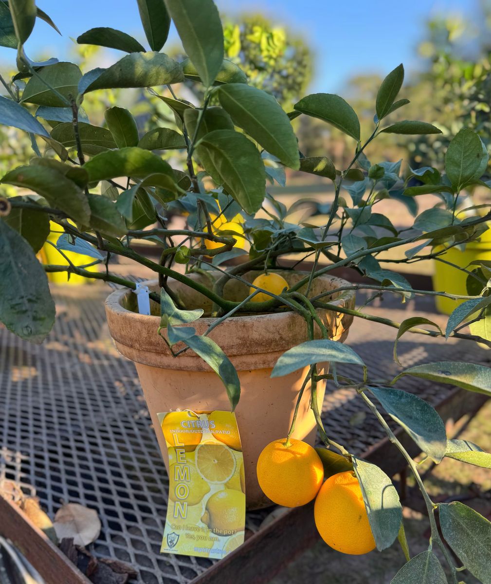 Shrubs for Southern Roots Tree Farm in Crystal River, FL