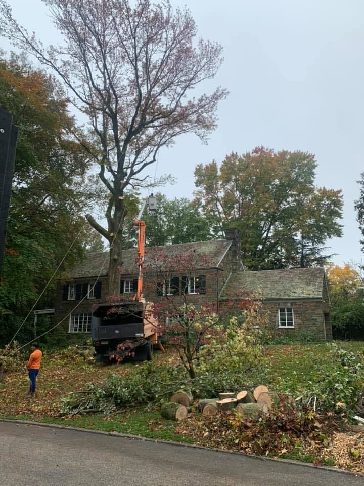 Tree Removal for GM Landscaping  Construction LLC in Philadelphia, Pennsylvania