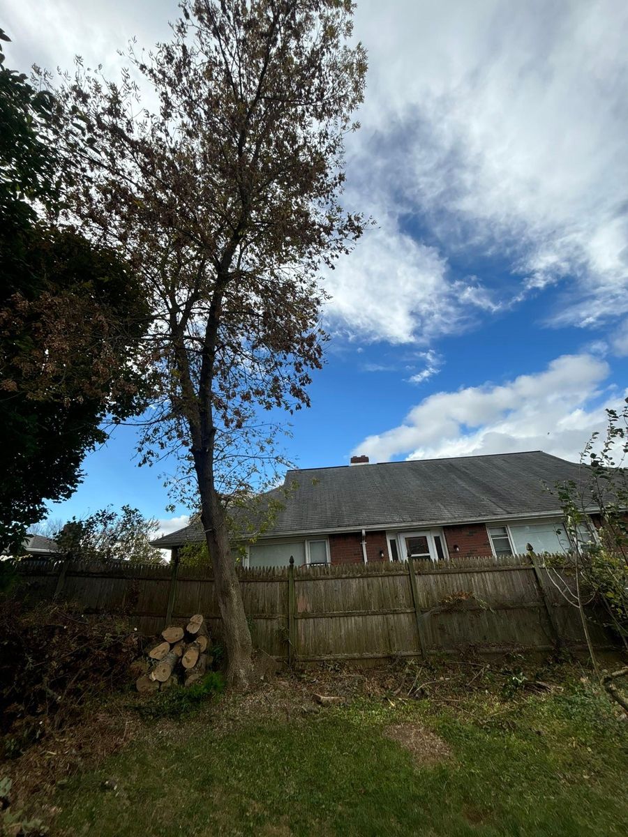 Tree Removal for T's Trees in Albany, NY