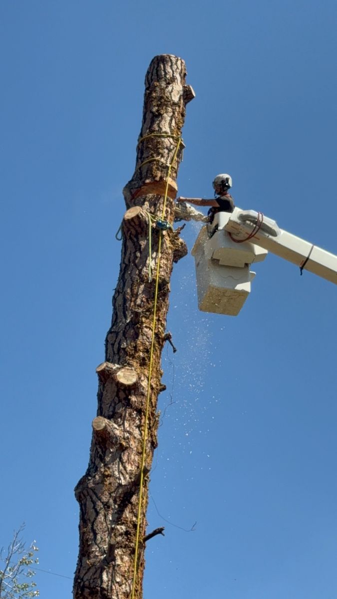 Tree Trimming for Ascension Tree Care LLC in Yakima County, WA