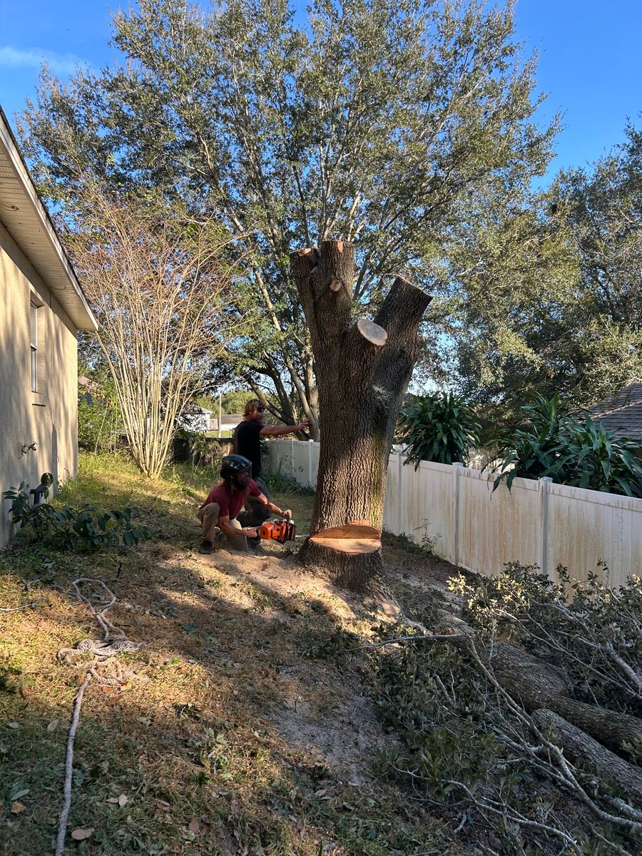 Land Clearing for Amerigrown Tree And Lawn in Apopka, FL