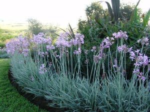 Landscape Installation for Atlas Land Design in Creekside Park, TX